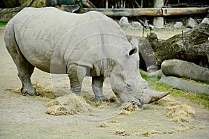 White rhinocerosÂ orÂ square-lipped rhinocerosÂ Ceratotherium simum is the largest extant species ofÂ rhinoceros.